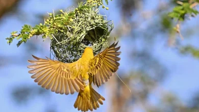 Rüppell's Weaver Signals Start of Breeding Season in Aseer