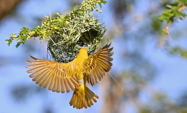 Rüppell's Weaver Signals Start of Breeding Season in Aseer