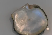 Red Sea Museum Extends “Sunken Treasures” Exhibition in Historic Jeddah