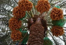 Early Date Harvest Campaign Kicks off in Saudi Arabia
