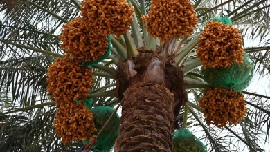 Early Date Harvest Campaign Kicks off in Saudi Arabia