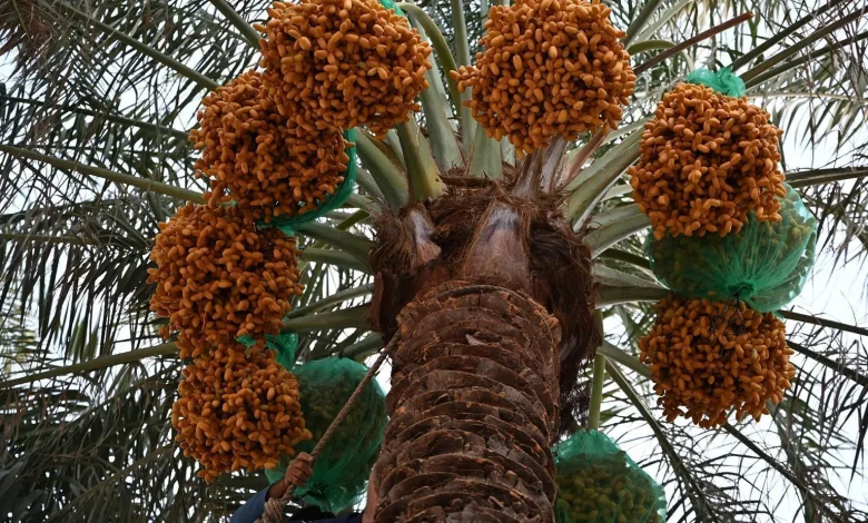Early Date Harvest Campaign Kicks off in Saudi Arabia