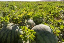 Watermelon Tops Saudi Arabia’s Summer Fruit Production at More Than 620,000 Tons Annually