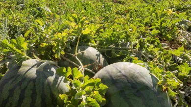 Watermelon Tops Saudi Arabia’s Summer Fruit Production at More Than 620,000 Tons Annually