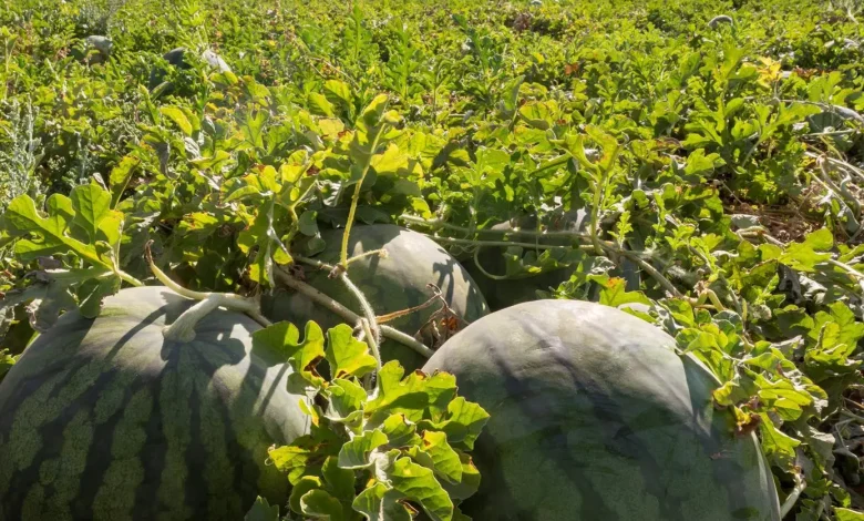 Watermelon Tops Saudi Arabia’s Summer Fruit Production at More Than 620,000 Tons Annually