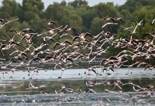Flamingos, Mangroves Form Vibrant Ecological Partnership on Coast of Jazan