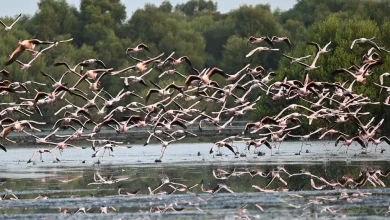 Flamingos, Mangroves Form Vibrant Ecological Partnership on Coast of Jazan