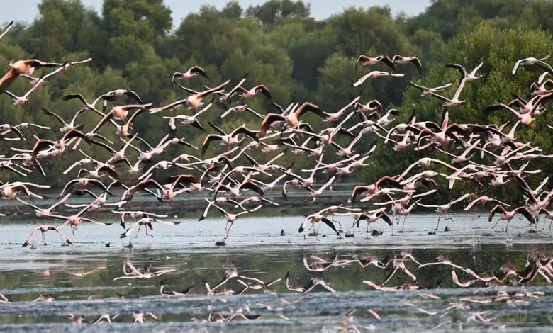 Flamingos, Mangroves Form Vibrant Ecological Partnership on Coast of Jazan