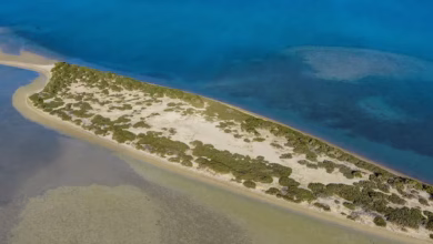Al-Raees Beach Boosts Appeal of Marine Tourism in Al-Madinah