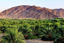Dates Drive 44% Surge in Madinah’s Agricultural Sector Registrations