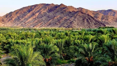 Dates Drive 44% Surge in Madinah’s Agricultural Sector Registrations