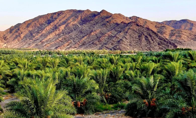 Dates Drive 44% Surge in Madinah’s Agricultural Sector Registrations