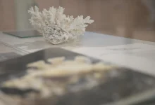 Submerged Treasures Exhibition:  Journey Through Red Sea's Maritime Heritage