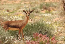 AlUla Wins Gold in the 2026 Responsible Tourism Awards