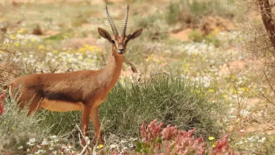 AlUla Wins Gold in the 2026 Responsible Tourism Awards