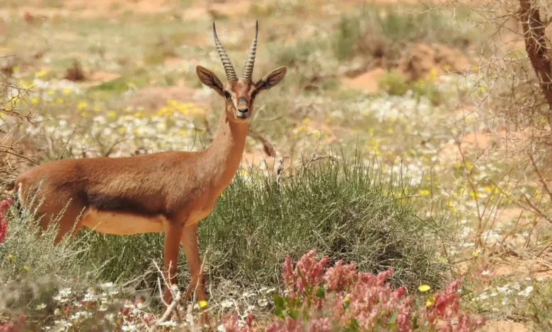 AlUla Wins Gold in the 2026 Responsible Tourism Awards