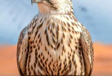 Imam Turki bin Abdullah Royal Reserve Participates in Saudi International Falconry, Hunting Exhibition 2026