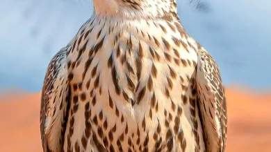 Imam Turki bin Abdullah Royal Reserve Participates in Saudi International Falconry, Hunting Exhibition 2026