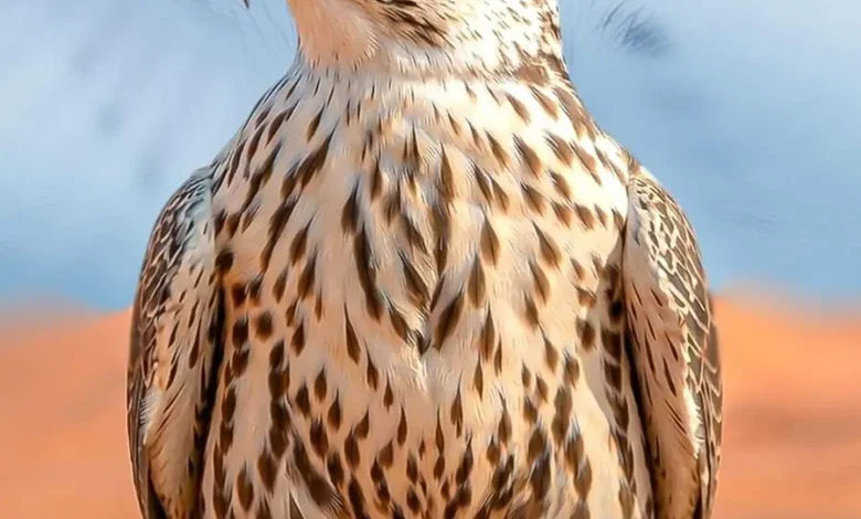 Imam Turki bin Abdullah Royal Reserve Participates in Saudi International Falconry, Hunting Exhibition 2026